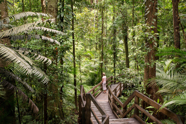 Daintree National Park Oldest Rainforest On Earth The World Or Bust